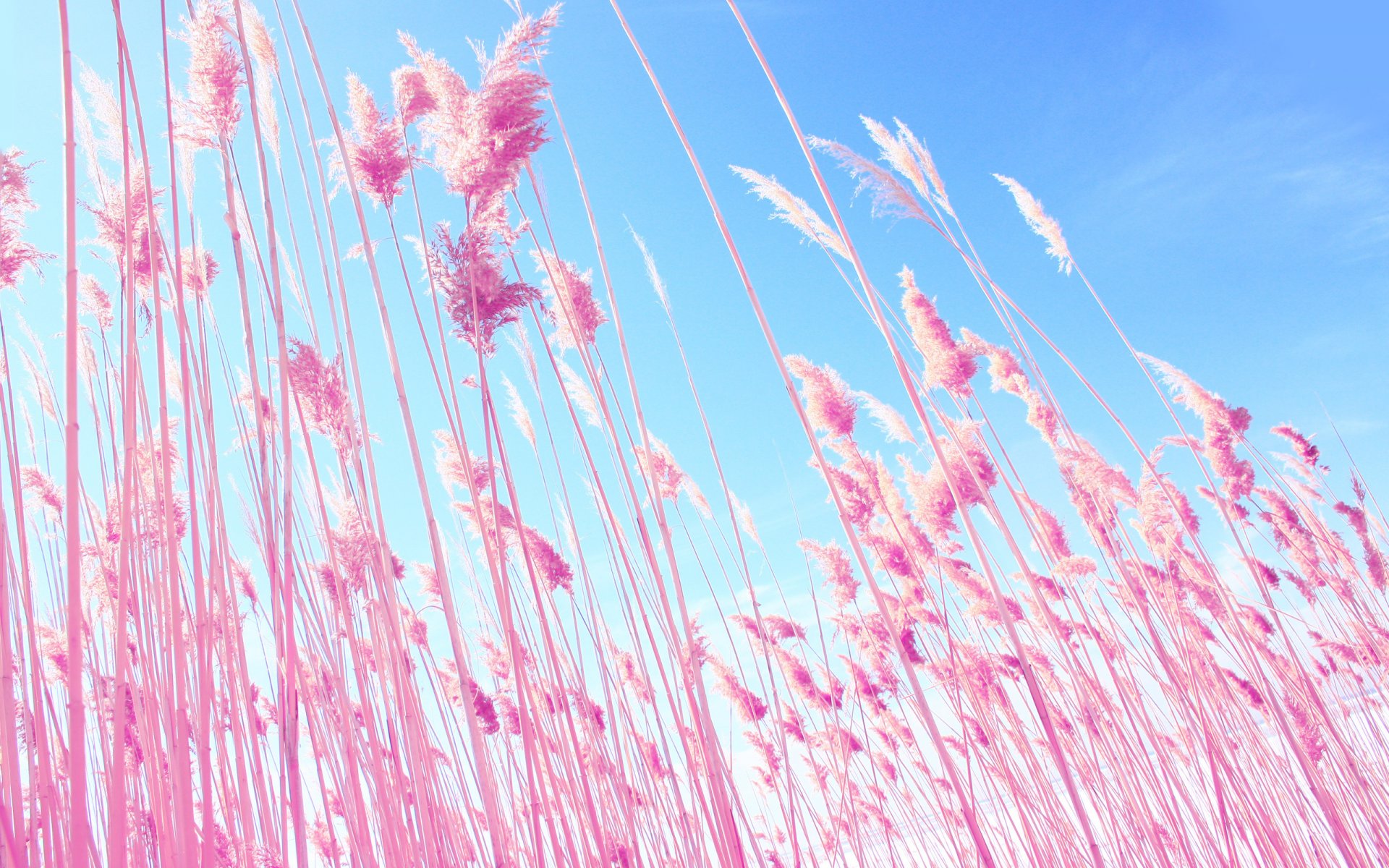nature plant pink ears spikelets blue sky blue pink