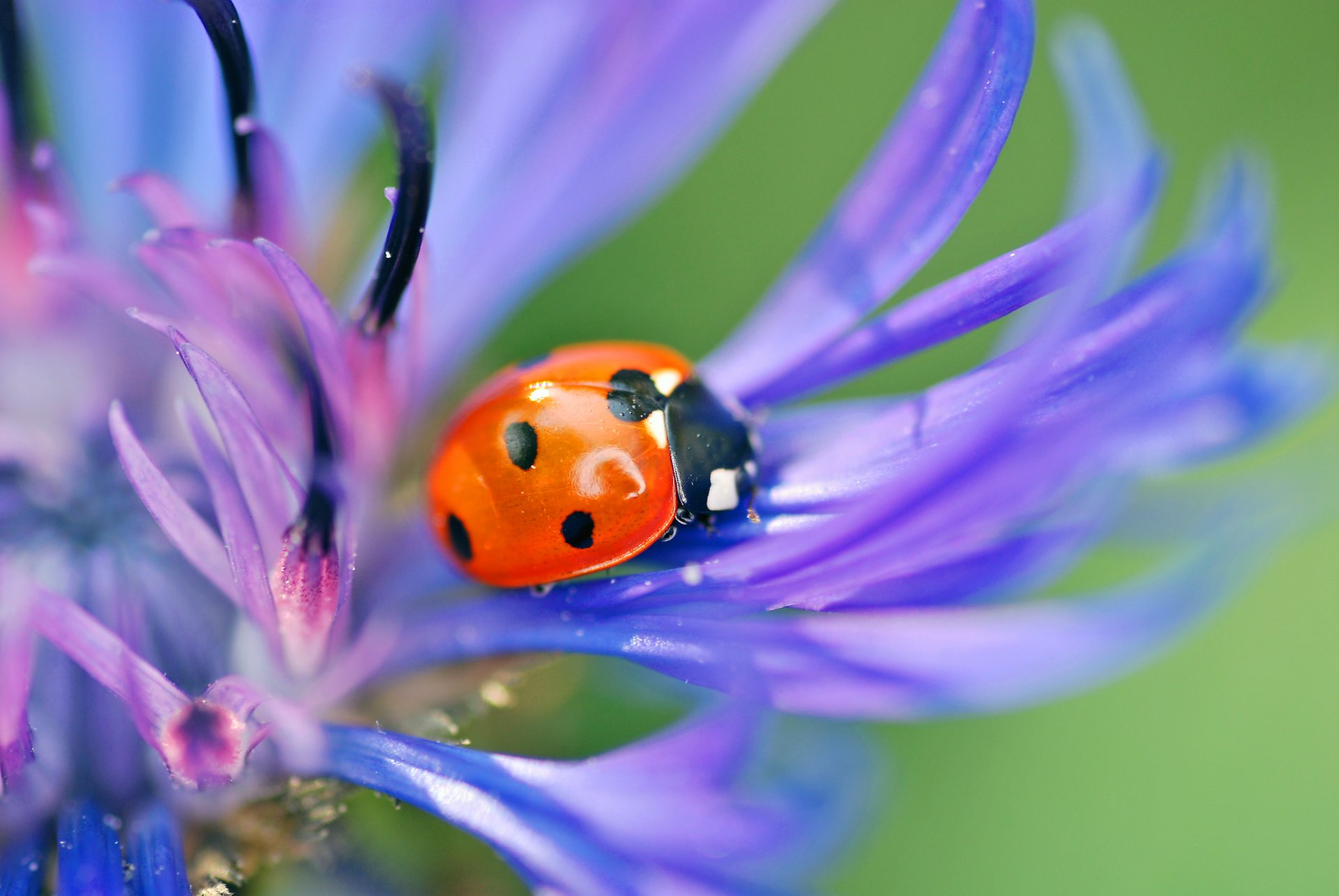 ladybug beetle insect flower blue petals nature close up