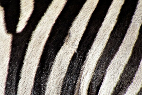 Black and white zebra stripes