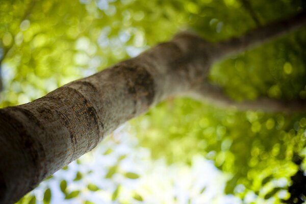 Bark and foliage of a tall tree