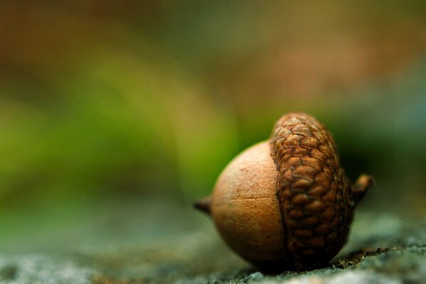 An acorn with a brown hat on the ground