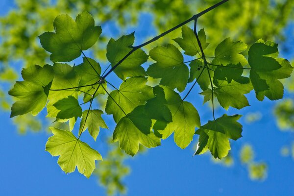 Macro foliage is green on the tree