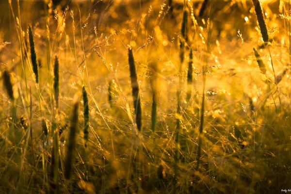 Grass sunset of the sun nature