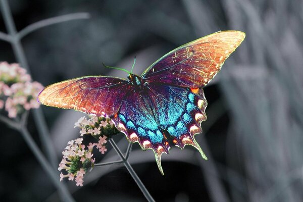 Butterfly with brown-blue wings on small pink flowers on a blurry background