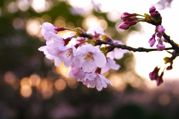 A blooming sakura branch on a blurry background