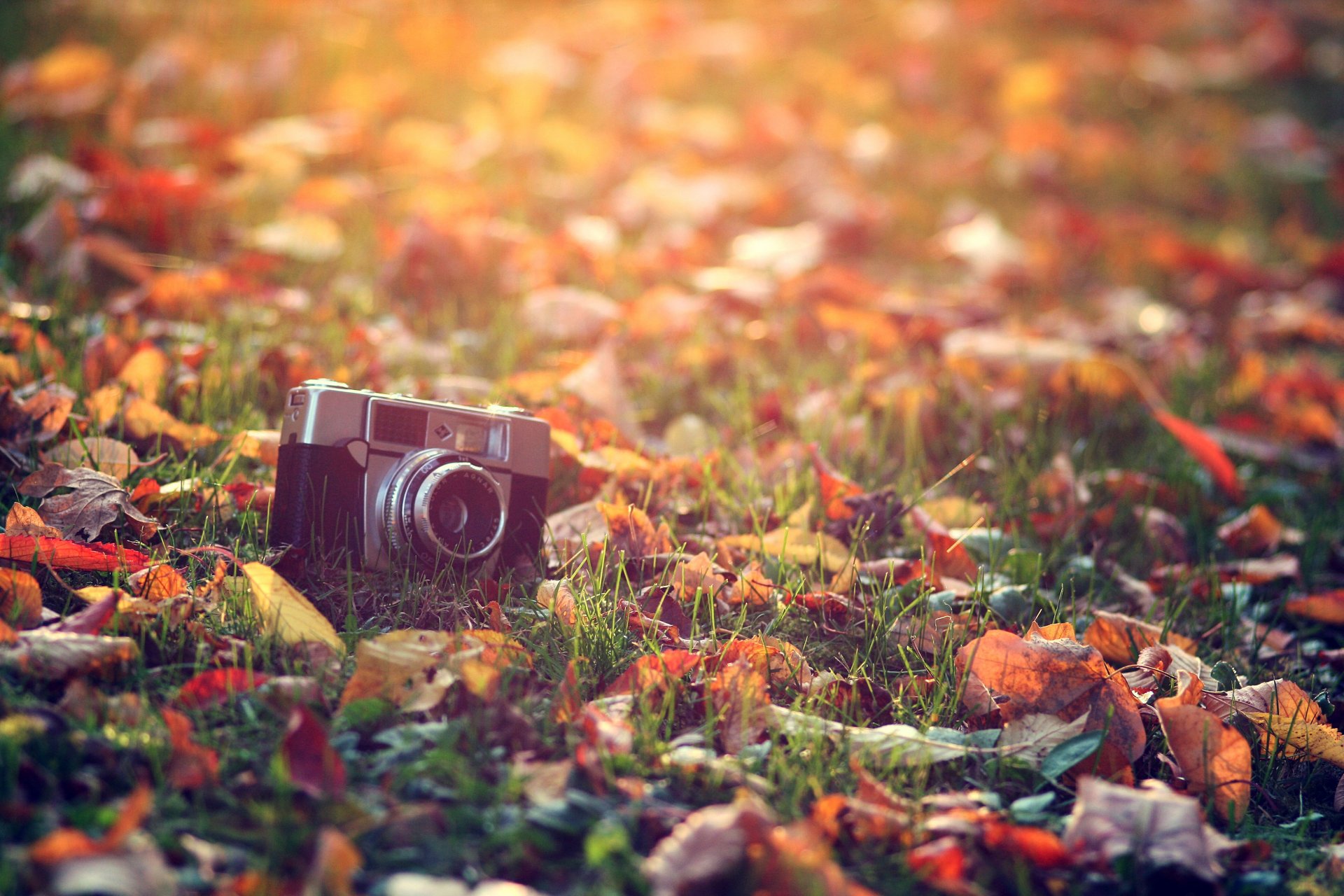 a camera leaves grass autumn light sun heat processing close up