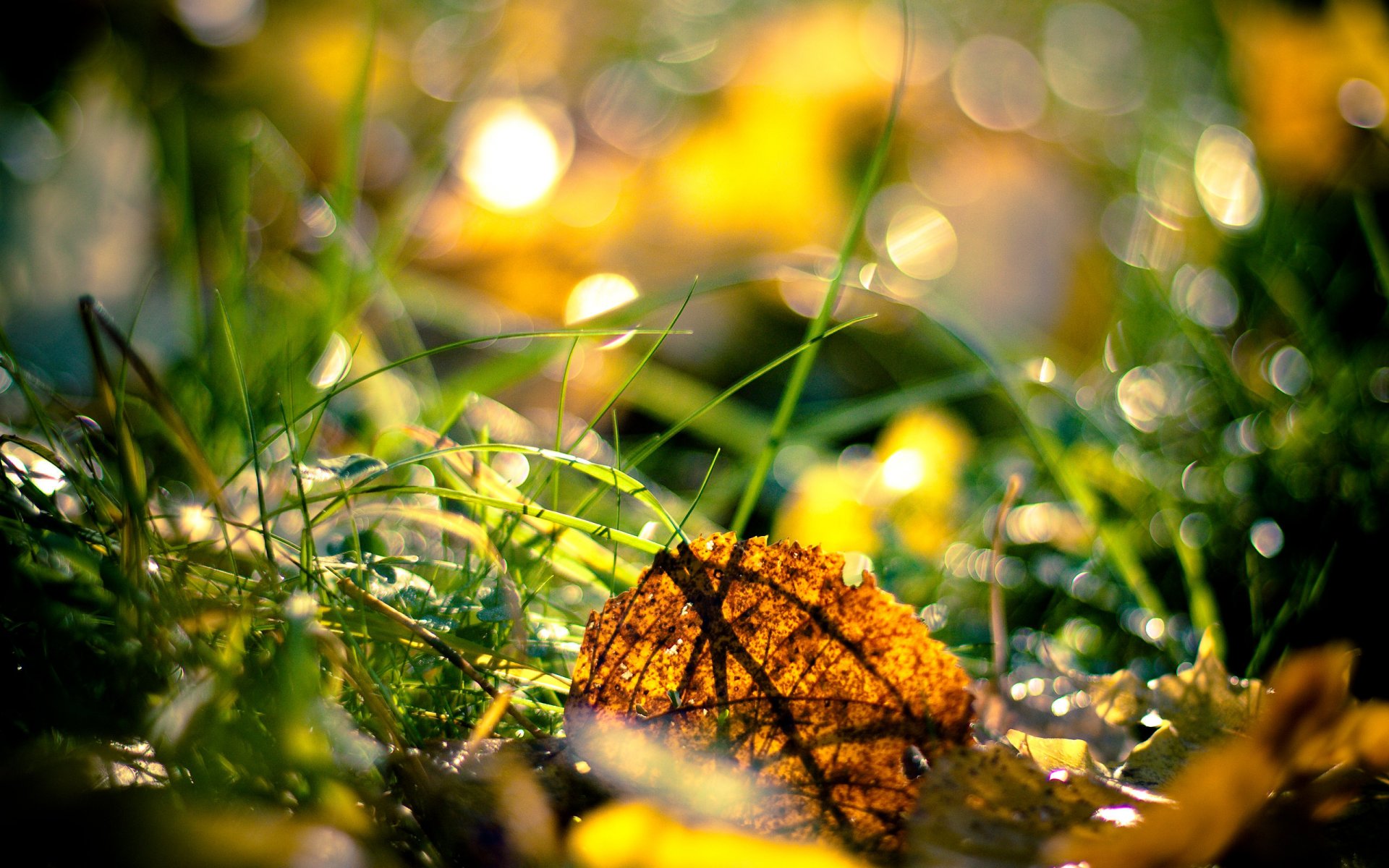 autumn grass leave