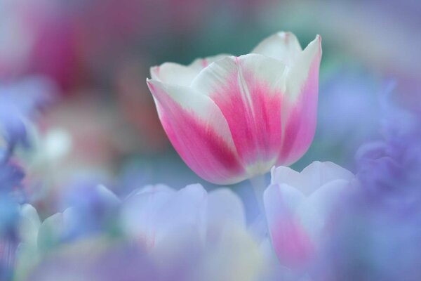 Delicate pink tulip in a purple haze