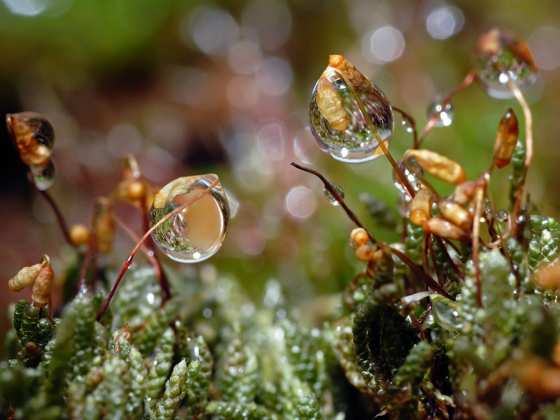 drops grass rosa