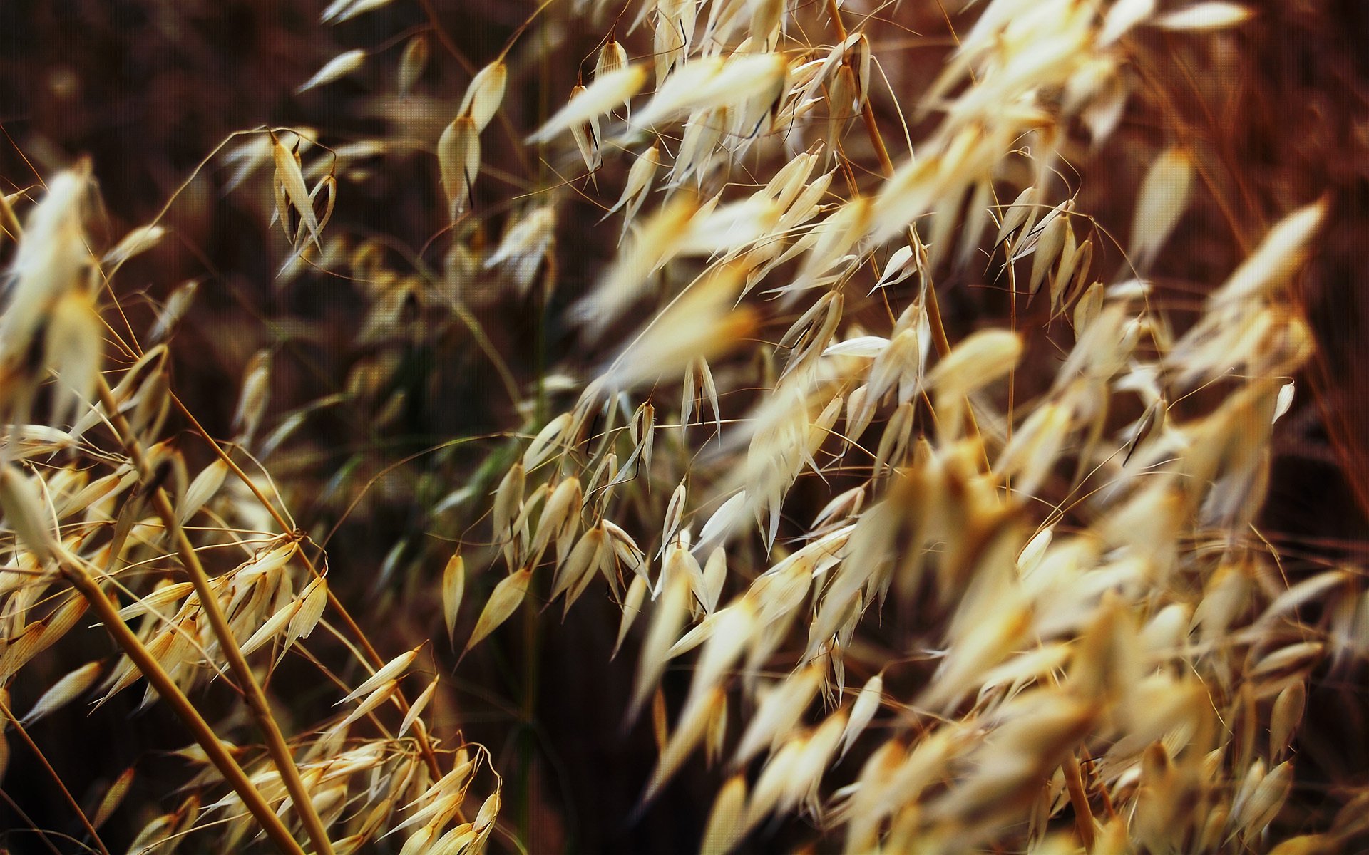 close up plants dry grass the field