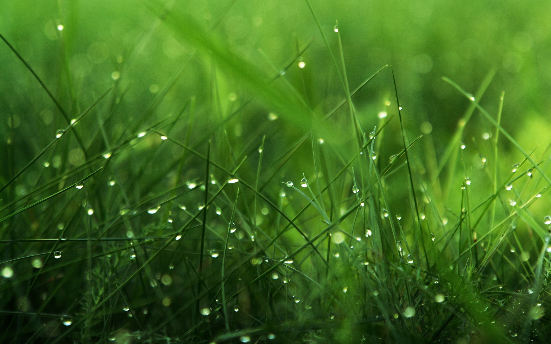 rosa green grass drop