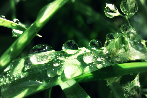 Huge drops on the green grass