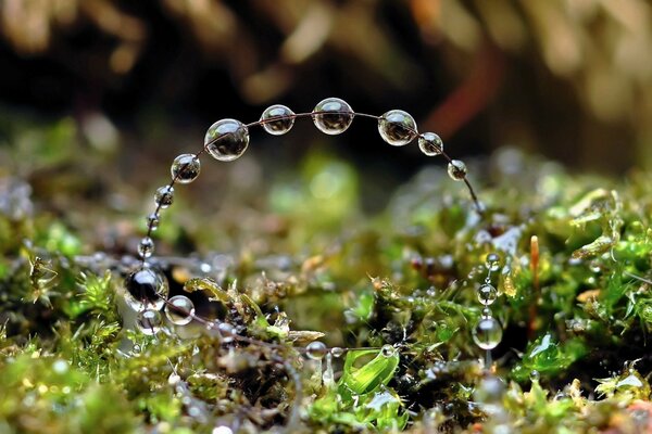A branch in the forest with water drops on it