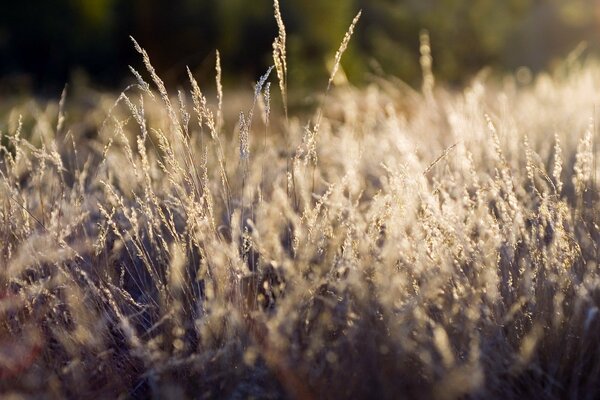 The grass in autumn looks like this in the picture