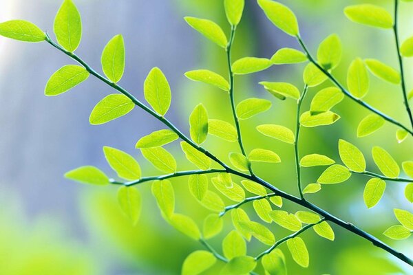 A branch with green leaves on a blue sky background