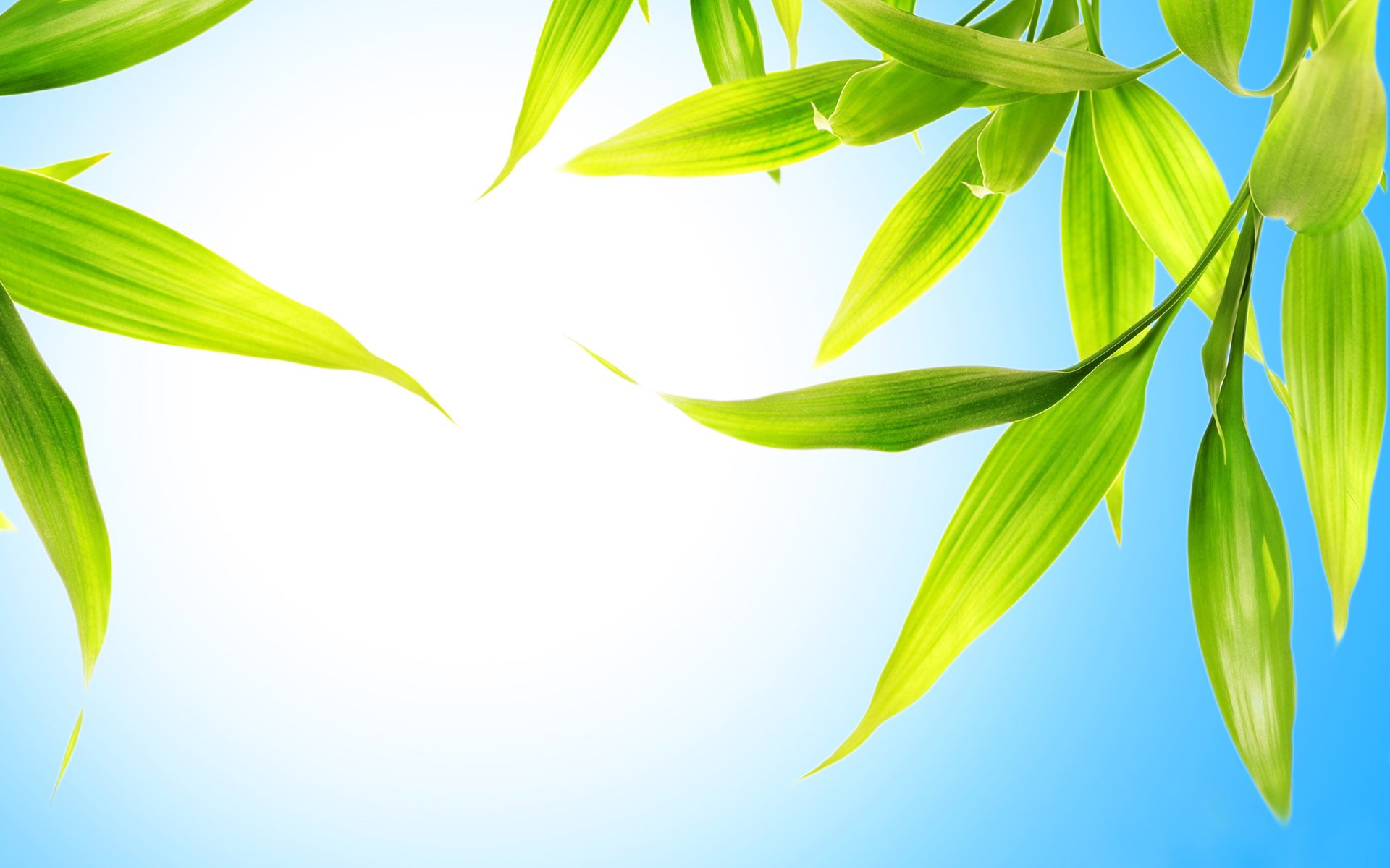 leaves green over blue