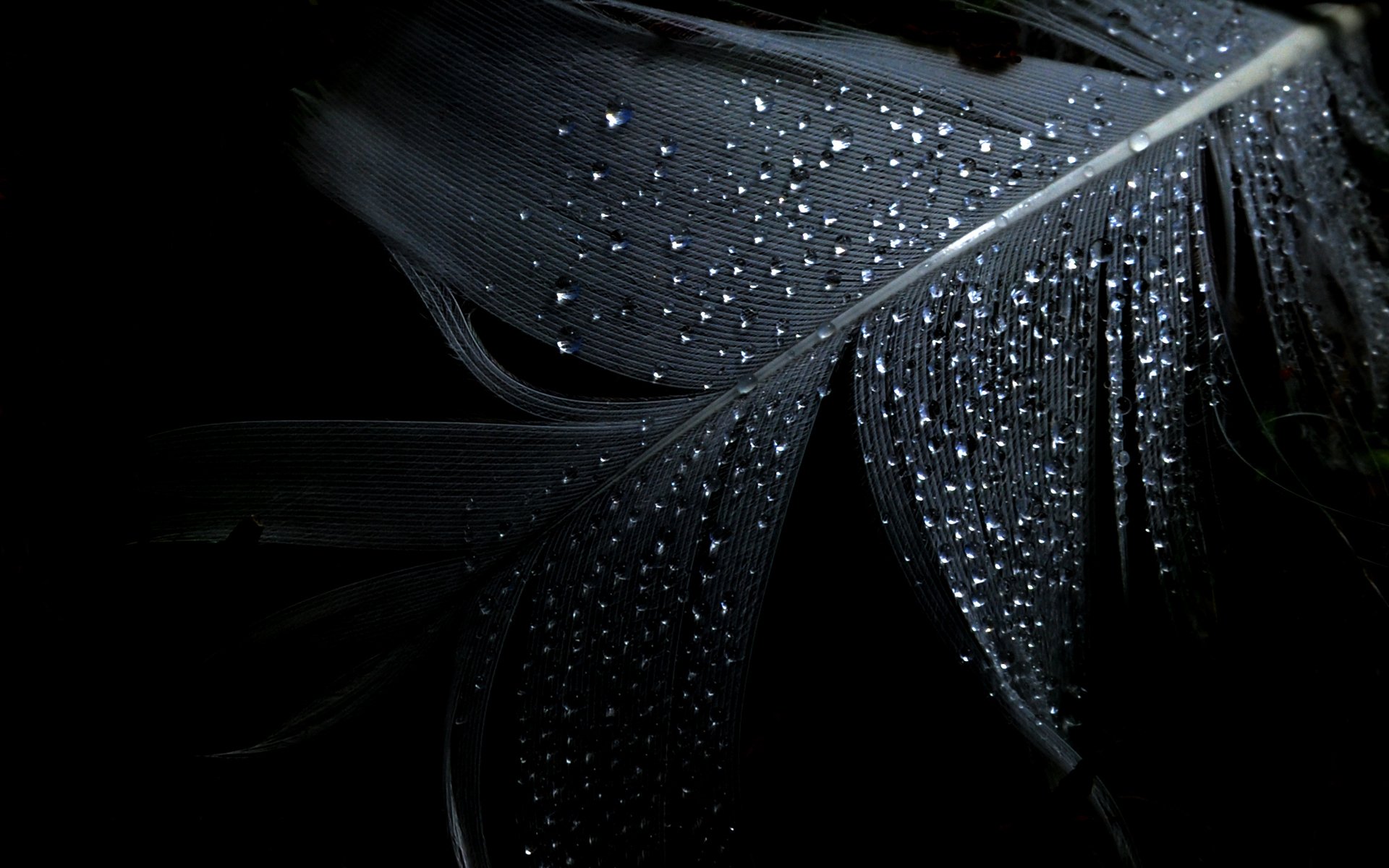 minimalism feather drops background