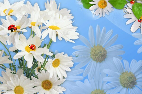 Ladybugs sit on daisies