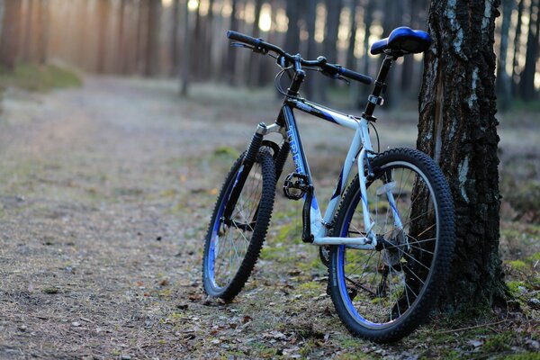 Bike next to a tree on a forest path