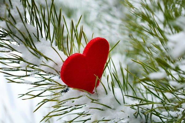 A heart on a snow-covered fir branch