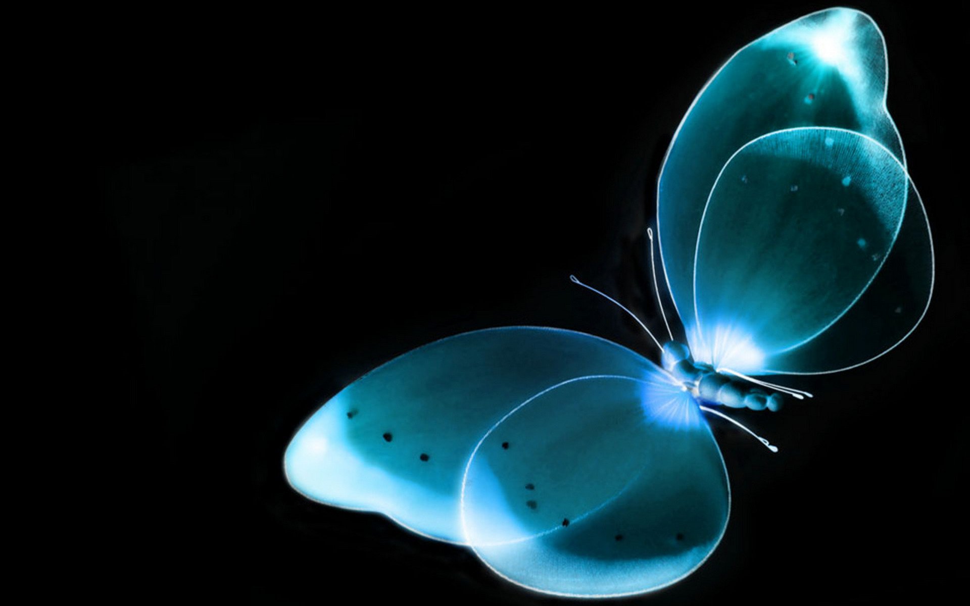 butterfly x-rays background black