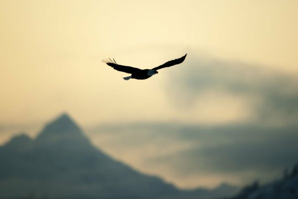 The eagle, spreading its wings, soars over the peaks of the mountains