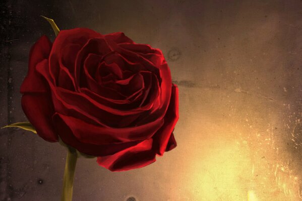Red rose on the background of the glow