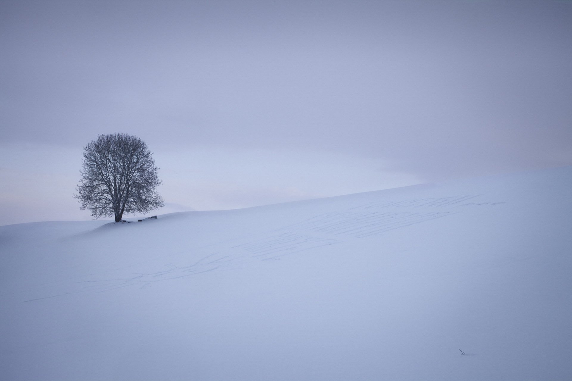 the field tree nature