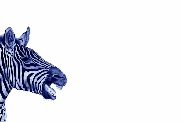 Zebra hiccups on a white background