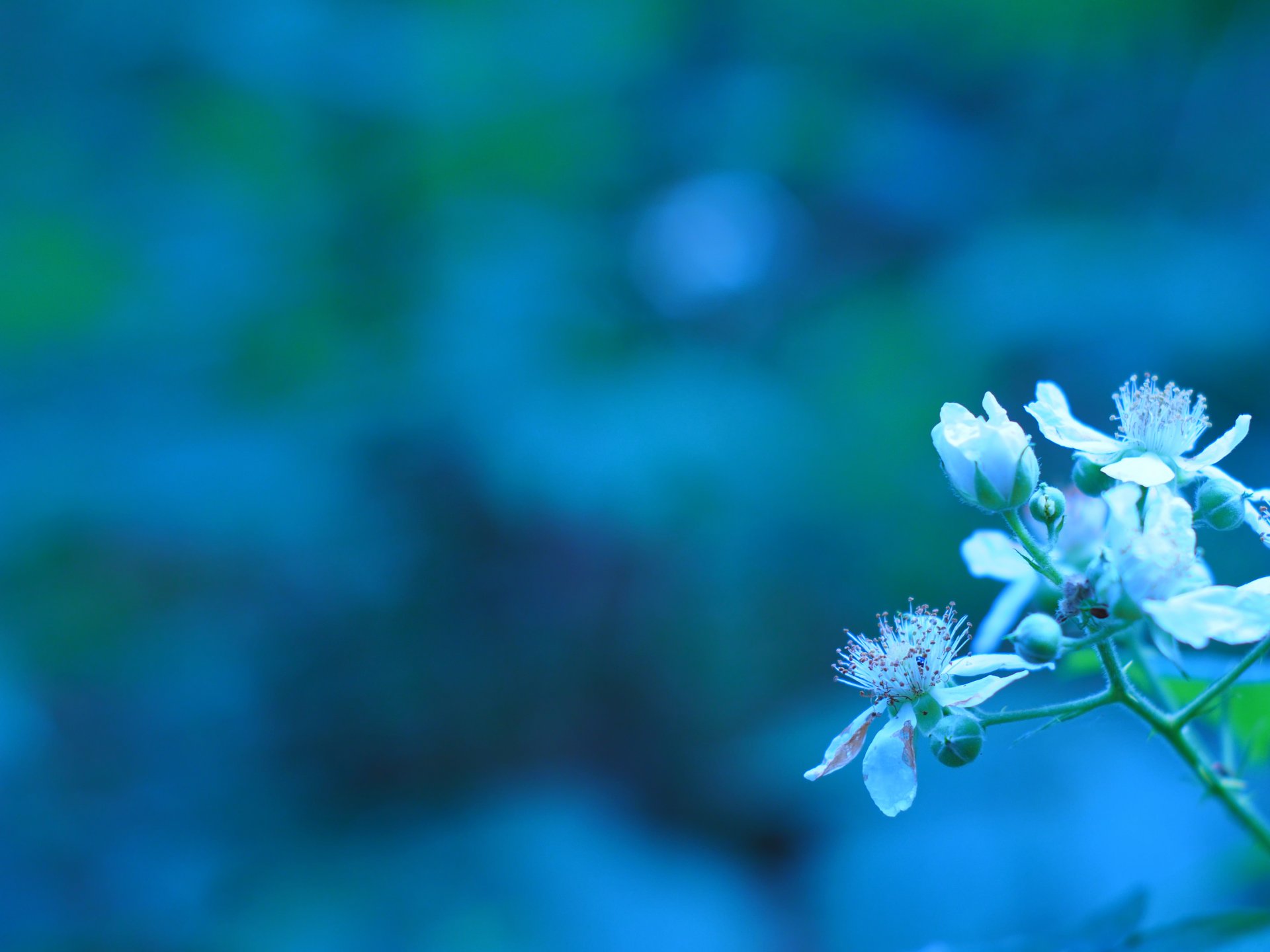 pring bloom branch flower bud