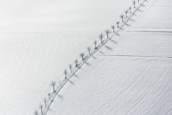 Minimalistic photo of trees along the road in a snowy field. Top view