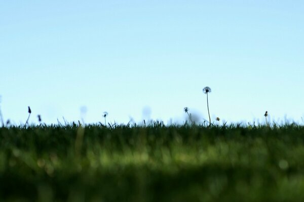 Summer is coming soon, dandelions have faded