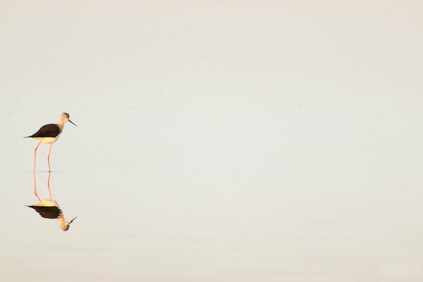 Minimalism in nature is beautiful in its own way
