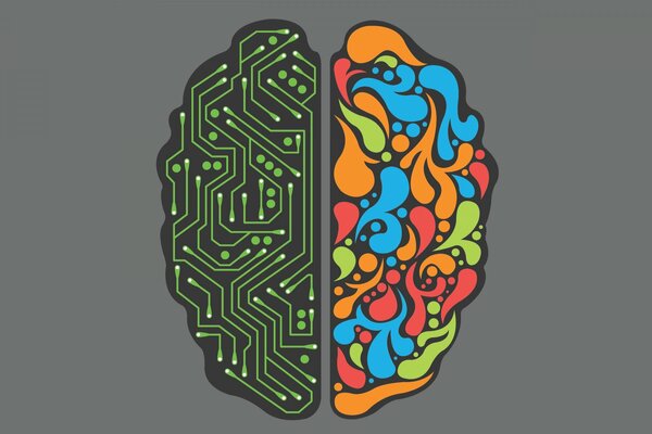 The right and left hemispheres of the brain