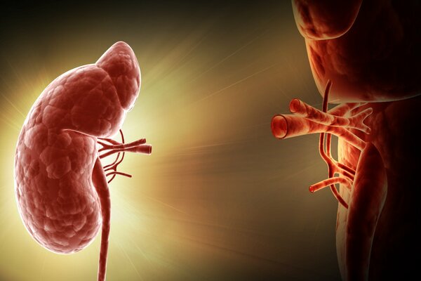Human kidneys and their health