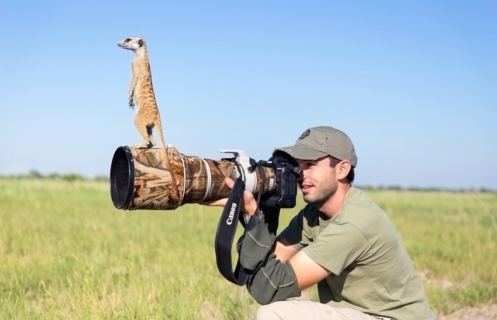 photos meerkat len