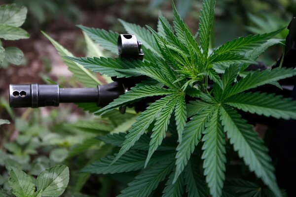 A vending machine peeking out of a cannabis bush