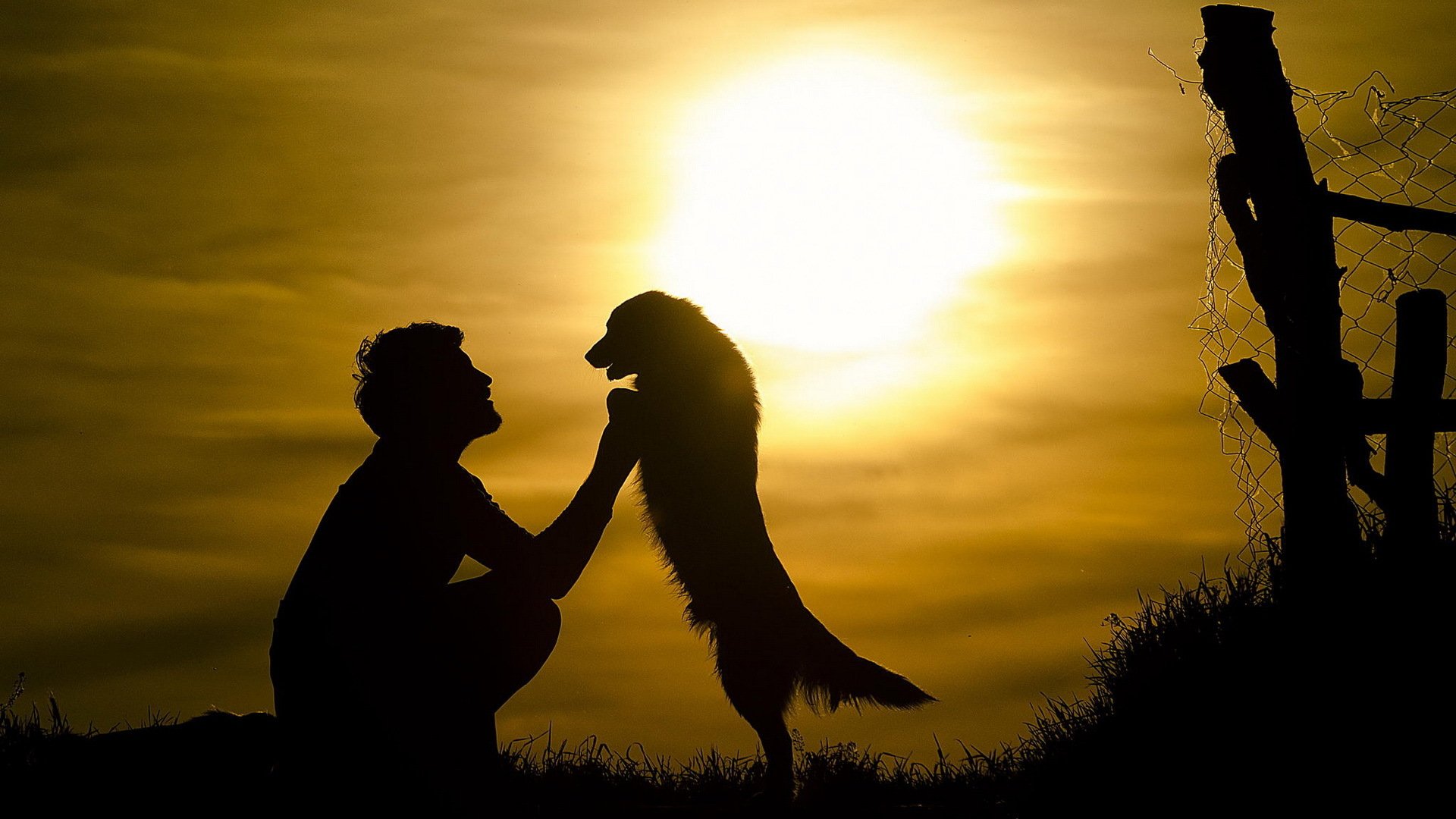 men dog other sun silhouette