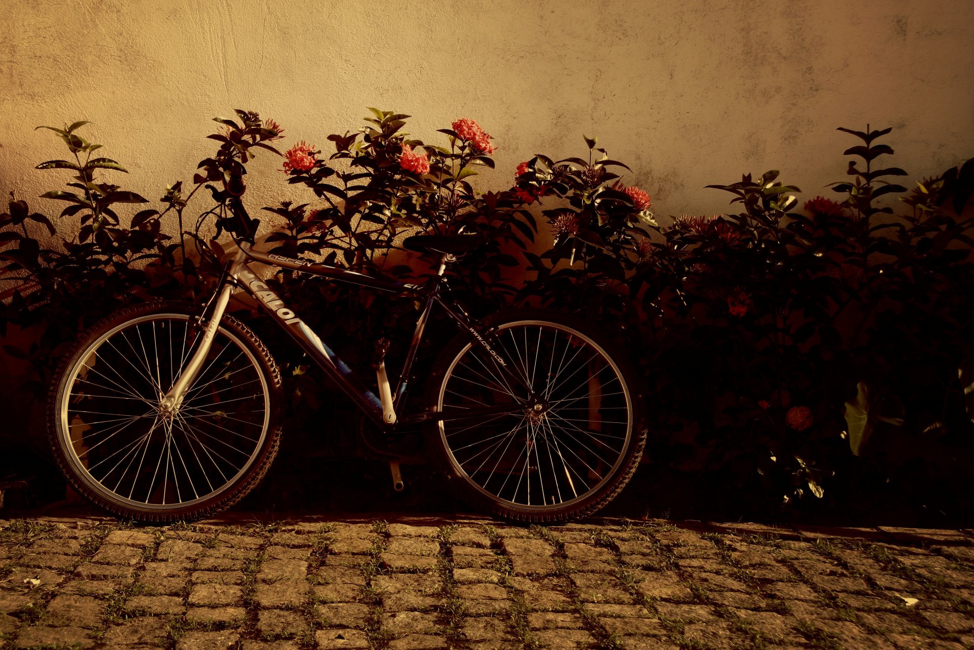 mood bike wheel flower flowers background wallpaper widescreen full screen hd wallpapers fullscreen