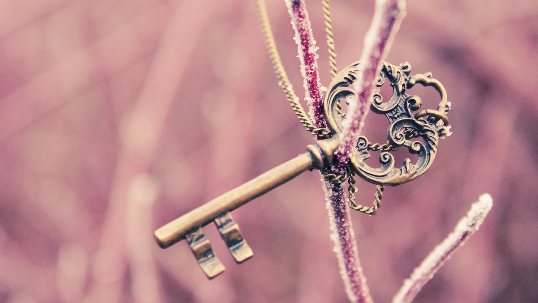mood key pink . beautiful branch winter background wallpaper