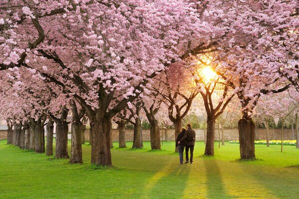 The mood is spring, beautiful blooming nature is walking a couple. the alley with blooming trees is a paradise for lovers