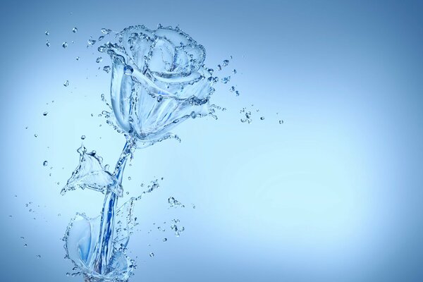 A picture of a transparent rose from the water
