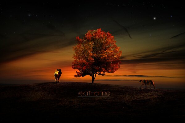 A lion and a lioness at sunset by a tree