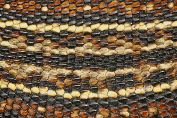 Macro image of snake skin