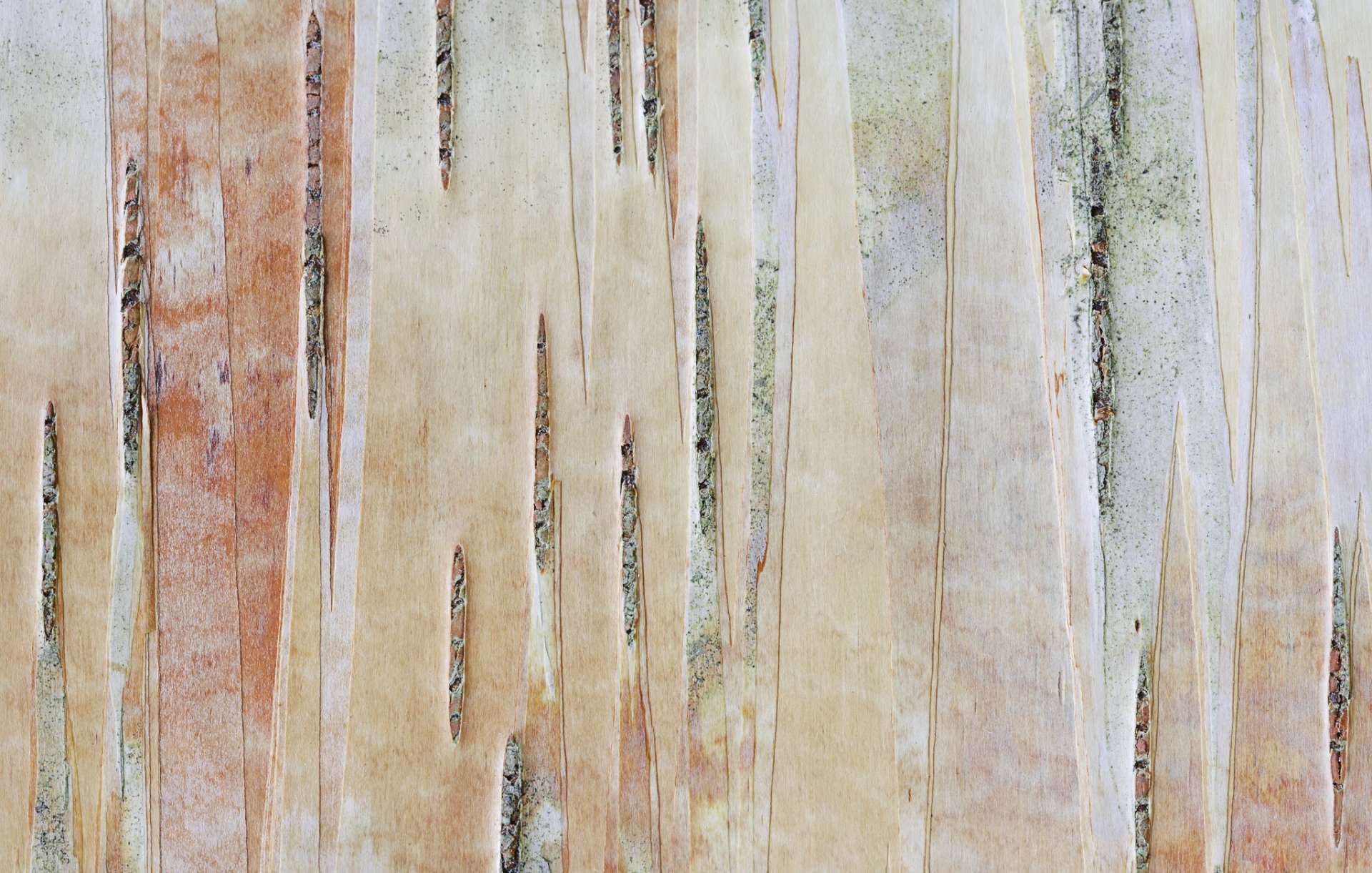 bark tree trunk flower