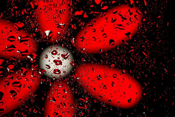 Drops on the glass and a red flower