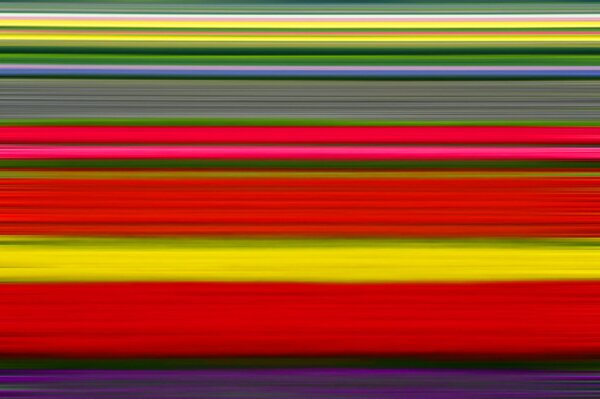 Plantation with colorful tulips