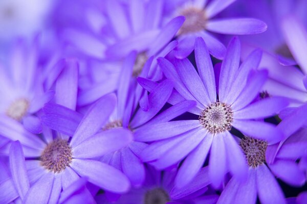 Flowers lilac macro nature