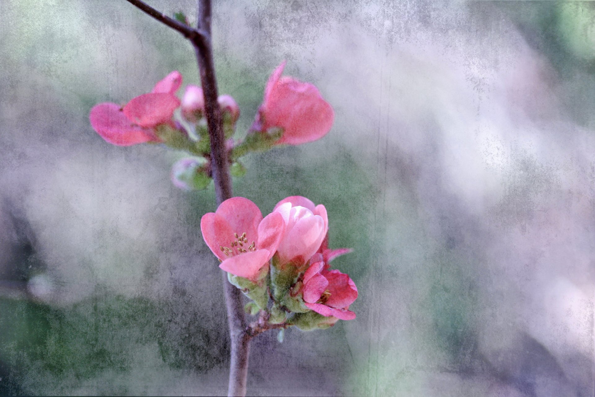 branch tree supplies flower spring canva