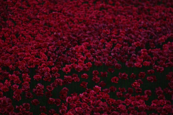 Lots of beautiful red poppies